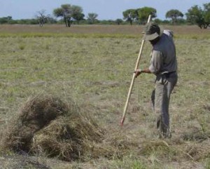 campo